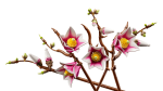 Botanicals Ramos de Magnólia - Image 3