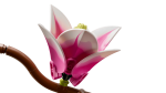 Botanicals Ramos de Magnólia - Image 5